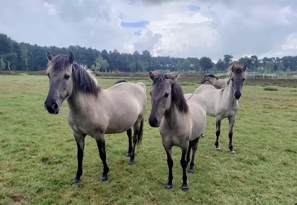 Visuel des tarpans sur l'Hippodrome de Boudré