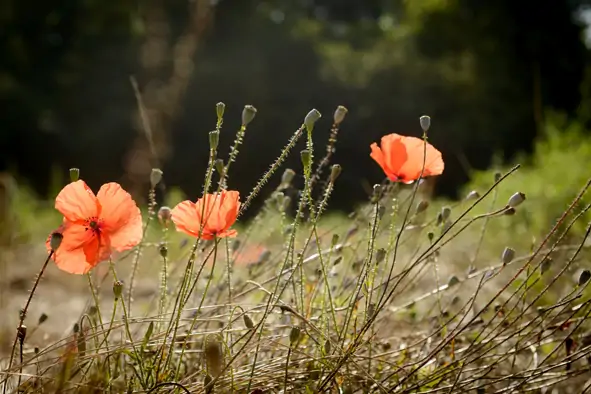 Coquelicots Plaines des Douces