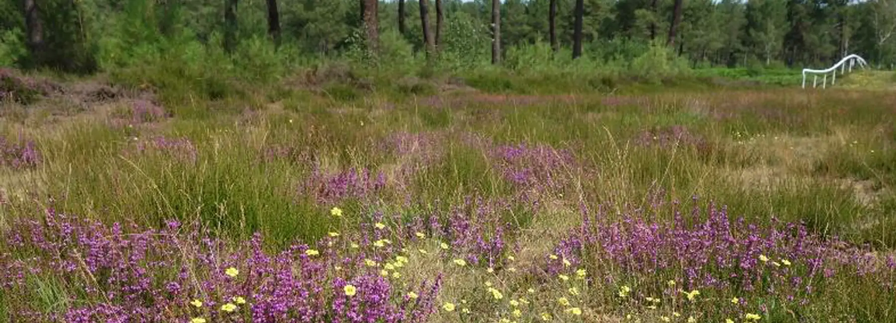 Landes se développant sur l'Hippodrome de Boudré