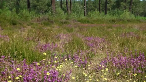 Landes se développant sur l'Hippodrome de Boudré