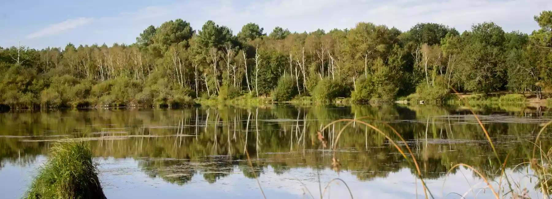 Étang de Joreau et Bois de Milly - Nature (49)